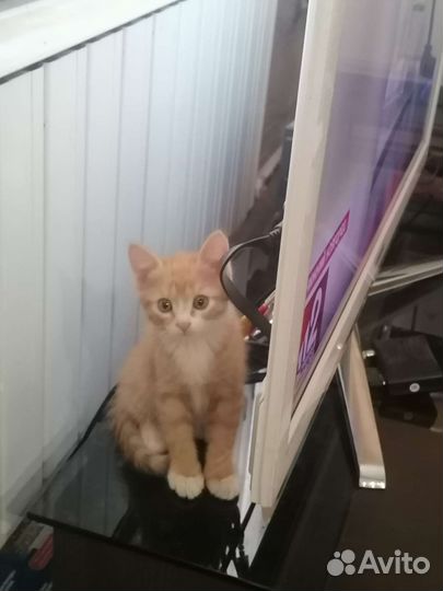 Котята сибирской кошки