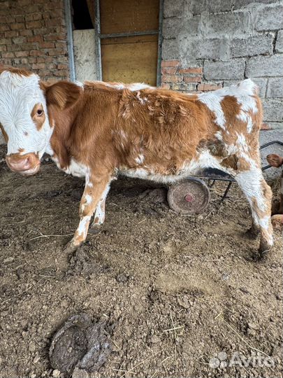 Телочки и бычки