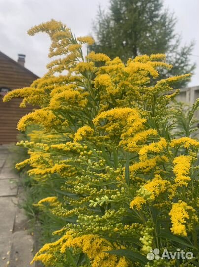 Золотарник(Солидаго) Северная мимоза