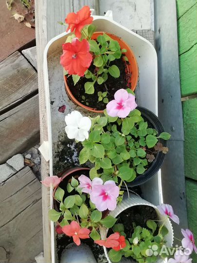 Бальзамины