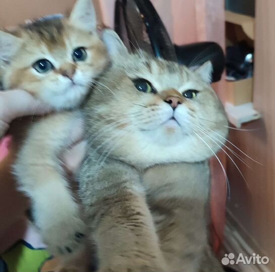 Шотландский кот
