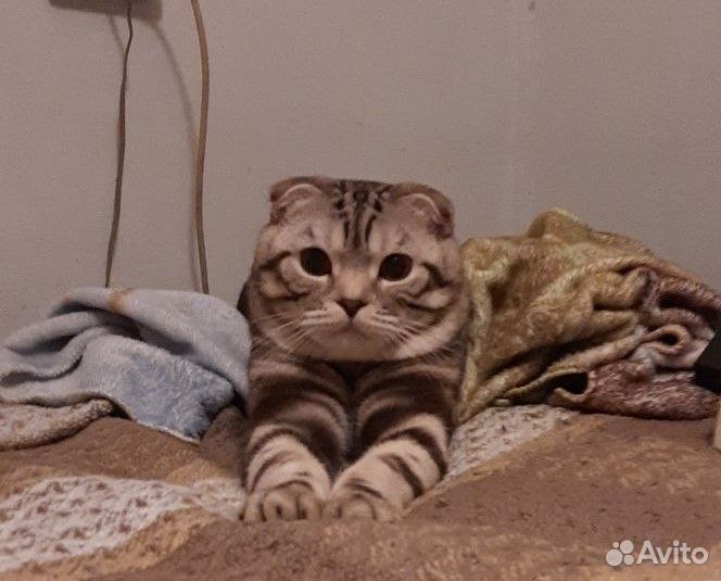 Шотландский кот вязка