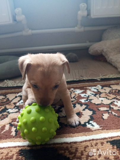 Помесь мин пина и русского той терьра