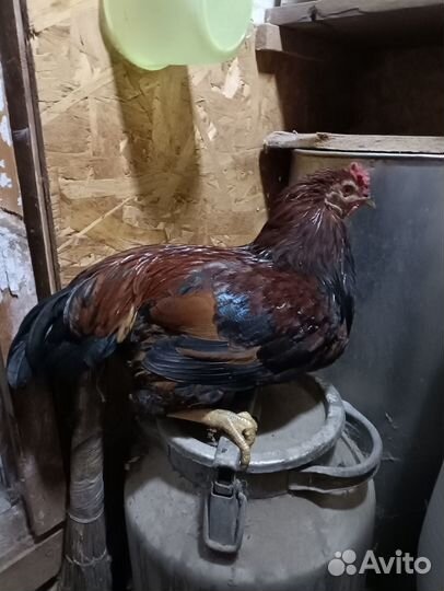 Молодые петухи