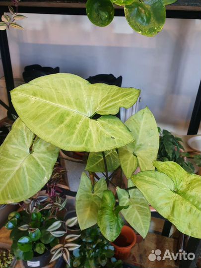 Комнатные цветы растения