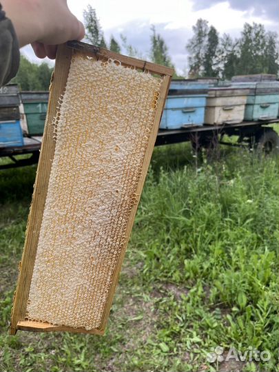 Мед липовый и разнотравье(цветочный)