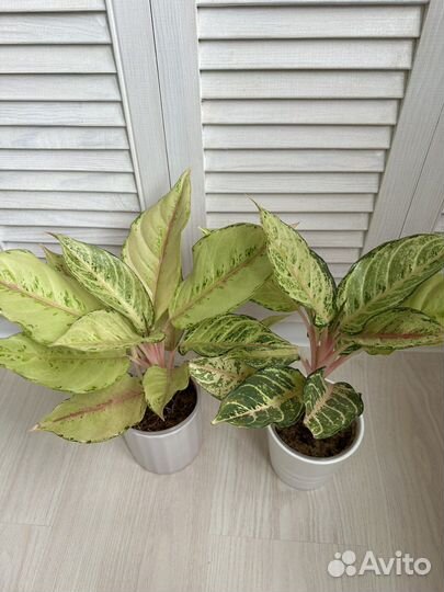 Аглаонема бриллианти