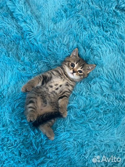 Шотландские вислоухие котята