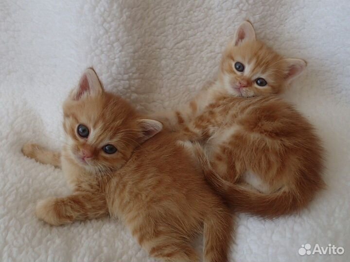Котята метисы