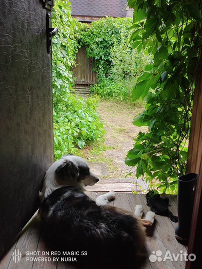 Аусси вязка