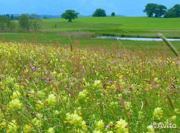 Мед 24 года Алтайский опт