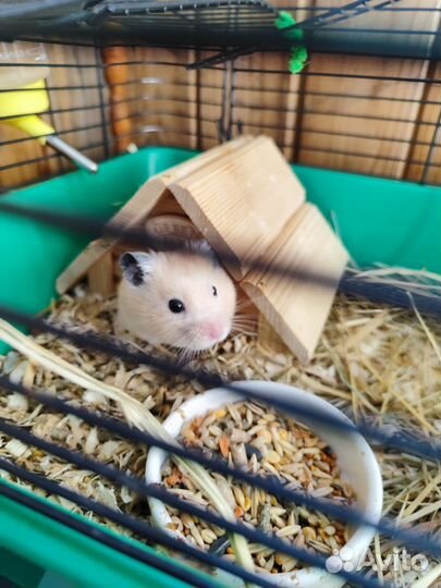 Сирийский хомяк бесплатно