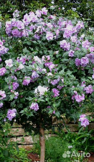 Гибискус древовидный сирийский садовый