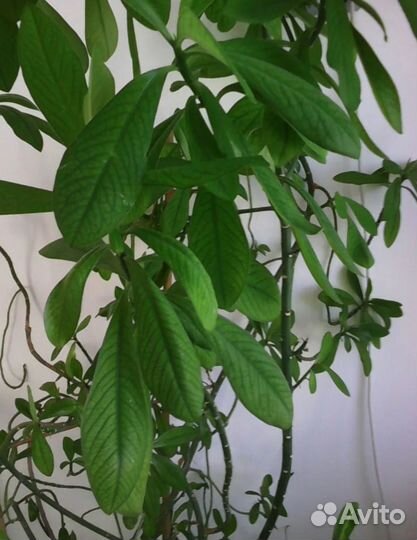 Синадениум Гранта-дерево любви Обмен