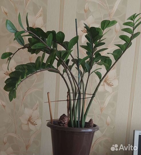 Замиокулькас высота от горшка 60см +25 горшок