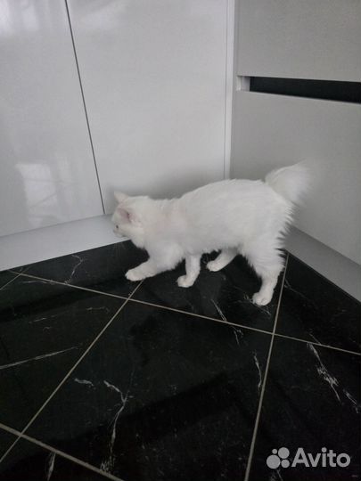 Кошка в дар бесплатно