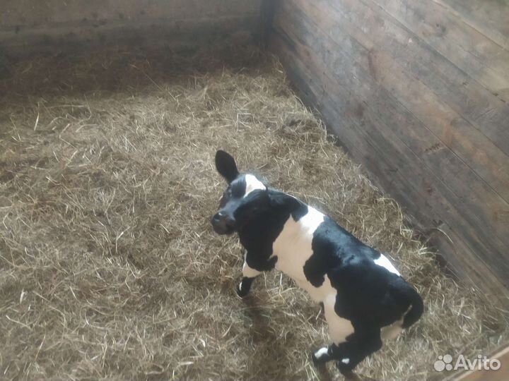 Телёнок (тёлка)