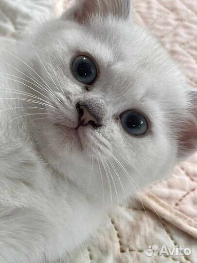 Британские котята