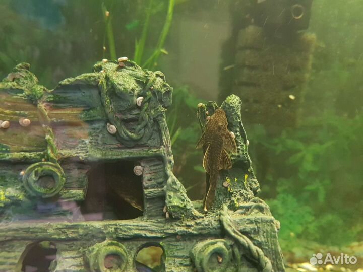 Сомики-анцистры