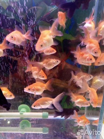 Аквариумные рыбки