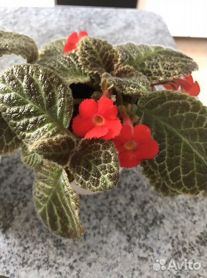 Цветы-эписция, пальма панданус