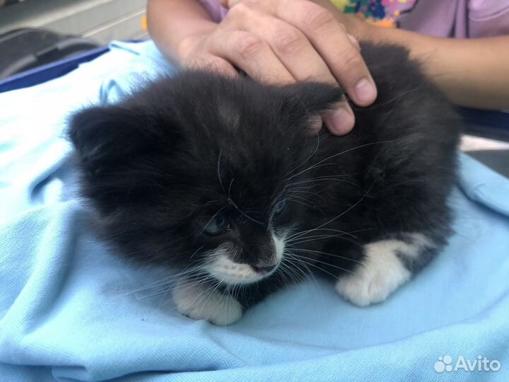 Бедные котята поеряли дом