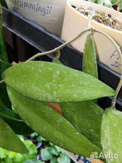 Хойи, церопегии