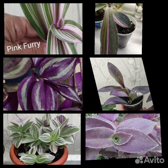 Традисканция для коллекционеров