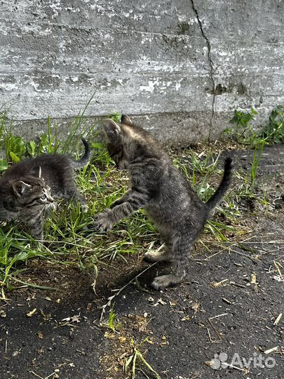 Отдам котят в добрые руки