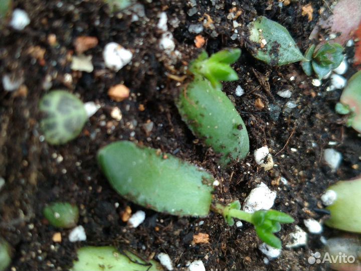 Красула Capitella 'BEN'l