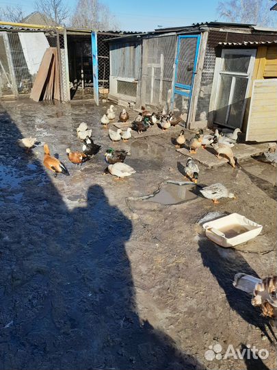 Домашняя птица