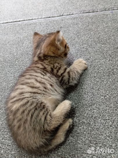 Отдам котёнка бесплатно