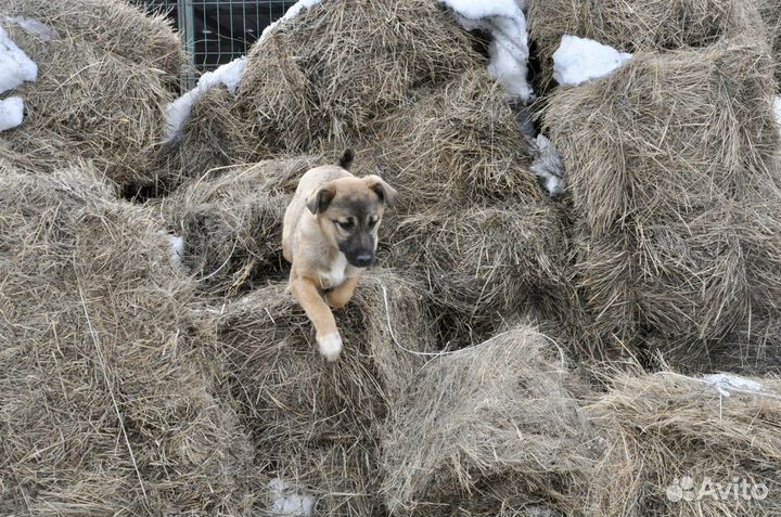 Собаки девчонки даром