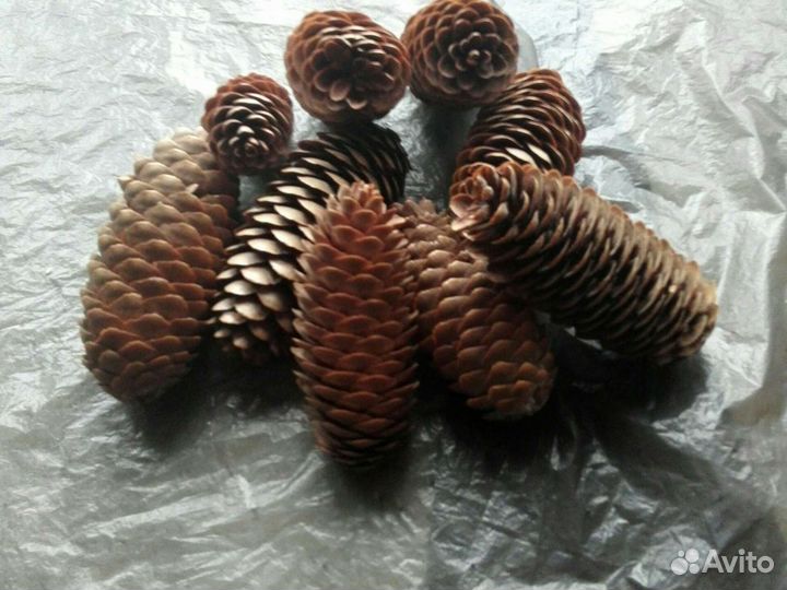 Шишки еловые