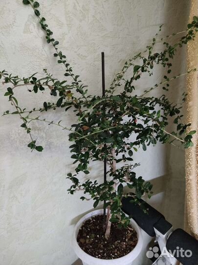 Цветы редкие