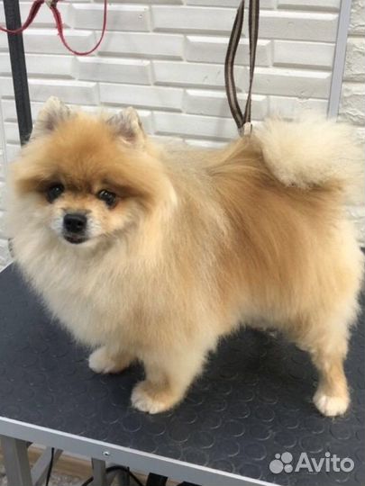 Груминг уход для ваших любимчиков