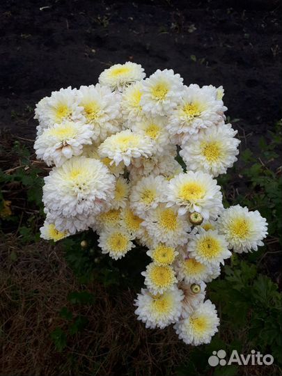 Хризантемы