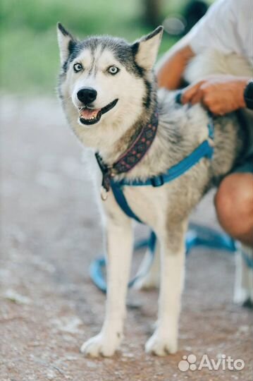 Девочка хаски в добрые руки