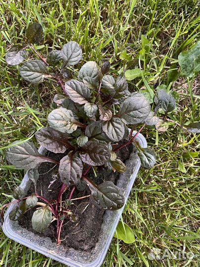 Живучка ползучая