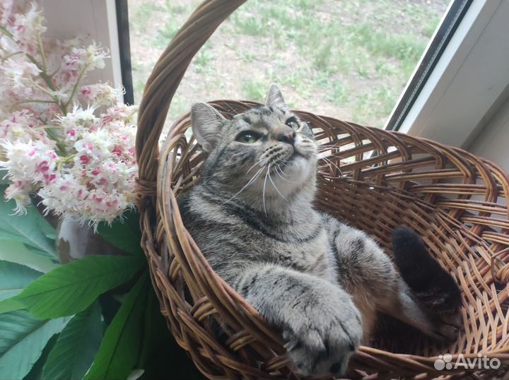 Котик-подросток в добрые руки