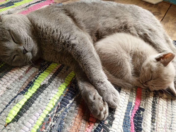 Британские котята