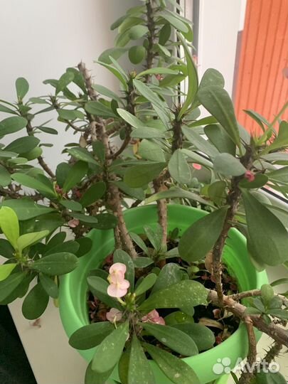 Молочай миля