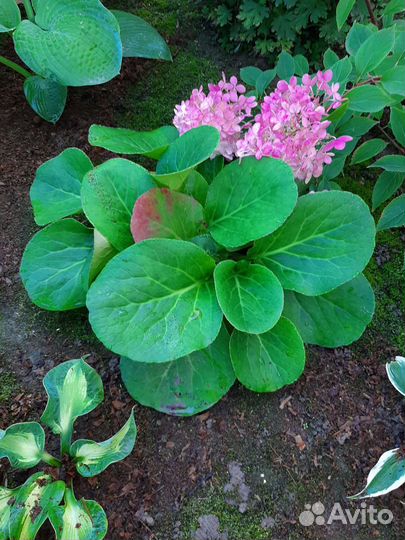 Цветы многолетние