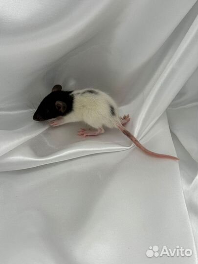 Крыса крысята питомник Москва