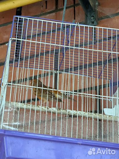 Кенара и канарейки