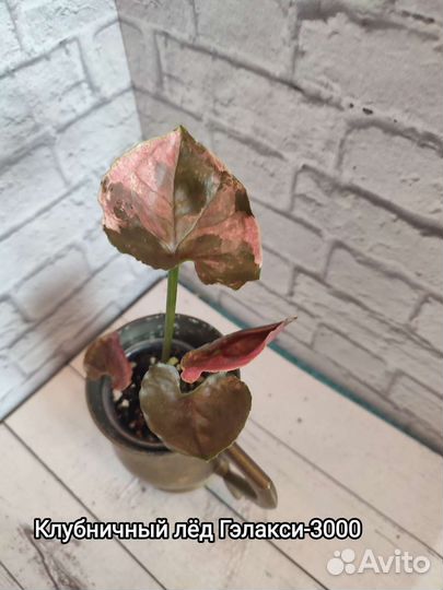 Комнатные растения