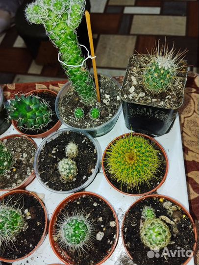 Кактус, живые колючки