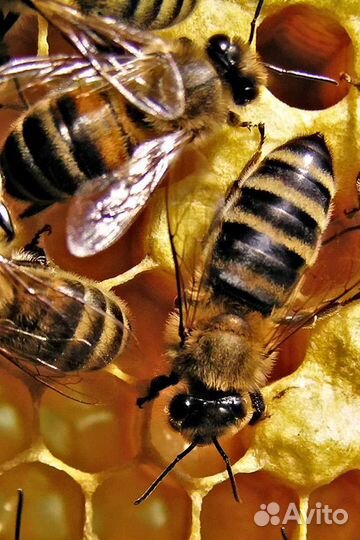 Пчелы с ульями
