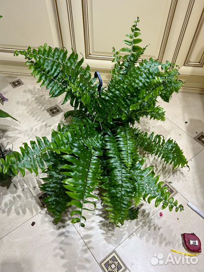 Папоротник мачо