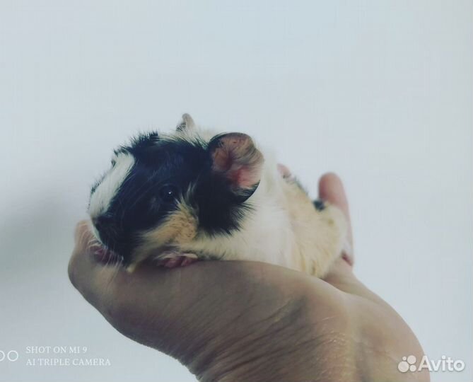 Морская свинка
